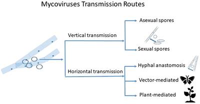 Transmission of mycoviruses: new possibilities